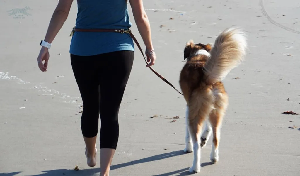 The ODYSSEY, The Original Dual-Ring Adjustable Leash