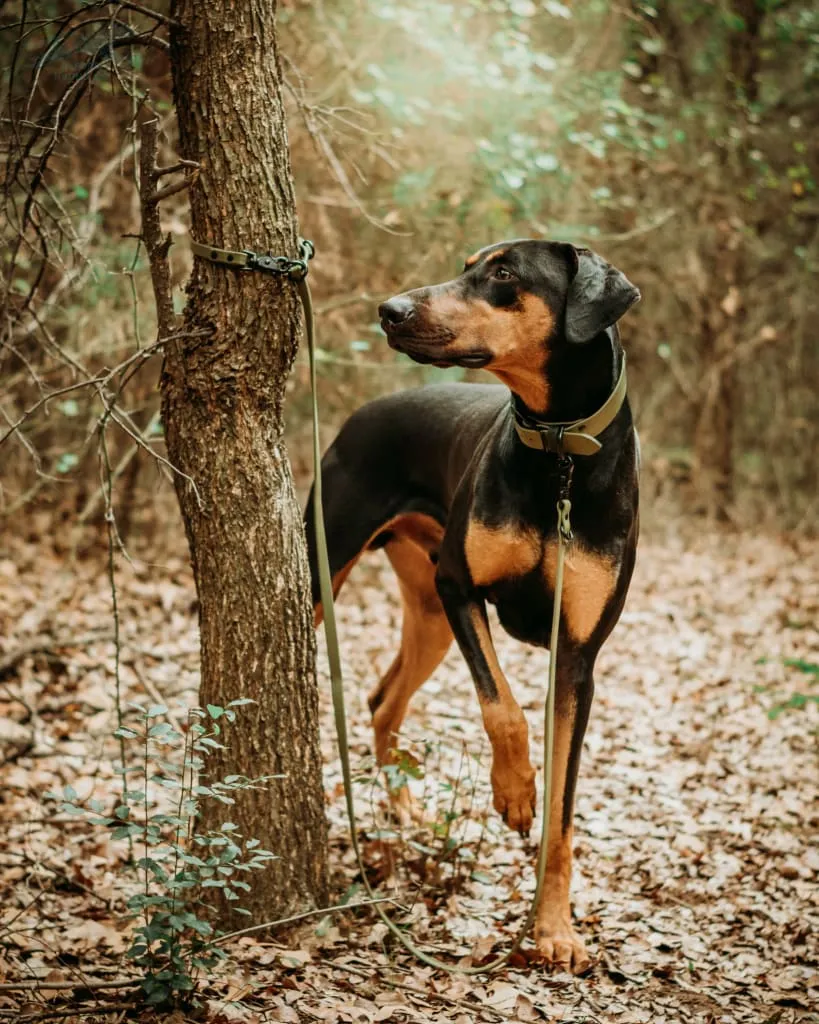 The ODYSSEY, The Original Dual-Ring Adjustable Leash