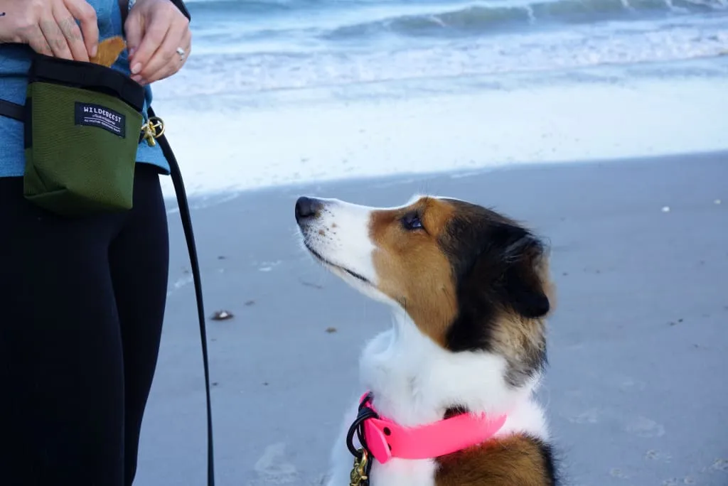 The ODYSSEY, The Original Dual-Ring Adjustable Leash