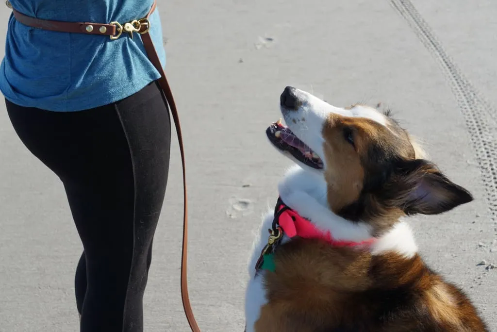 The ODYSSEY, The Original Dual-Ring Adjustable Leash