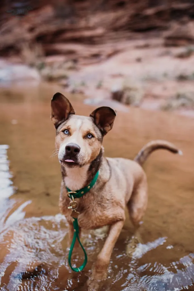 Waterproof Tab Lead